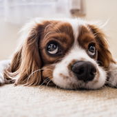 Ángel Osuna, psicólogo y adiestrador canino, nos ofrece los mejores consejos en nuestro espacio semanal de los martes 