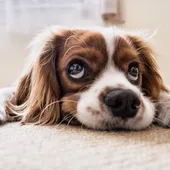 Ángel Osuna, psicólogo y adiestrador canino, nos ofrece los mejores consejos en nuestro espacio semanal de los martes Ángel Osuna, psicólogo y adiestrador canino, nos ofrece los mejores consejos en nuestro espacio semanal de los martes