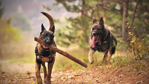 Hay veces que los paseos no son lo suficiente liberadores de 'estrés' para los perros Hay veces que los paseos no son lo suficiente liberadores de 'estrés' para los perros
