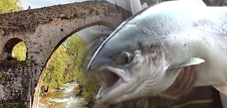 Cangas de Onís premiará con 2.500 euros al pescador que capture el Campanu del Sella Cangas de Onís premiará con 2.500 euros al pescador que capture el Campanu del Sella