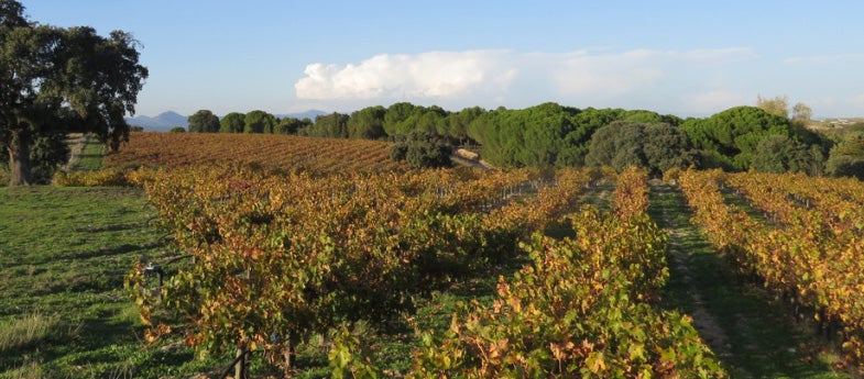 Bodegas Jiménez Landi denuncia la instalación de un parque fotovoltaico en Méntrida Bodegas Jiménez Landi denuncia la instalación de un parque fotovoltaico en Méntrida