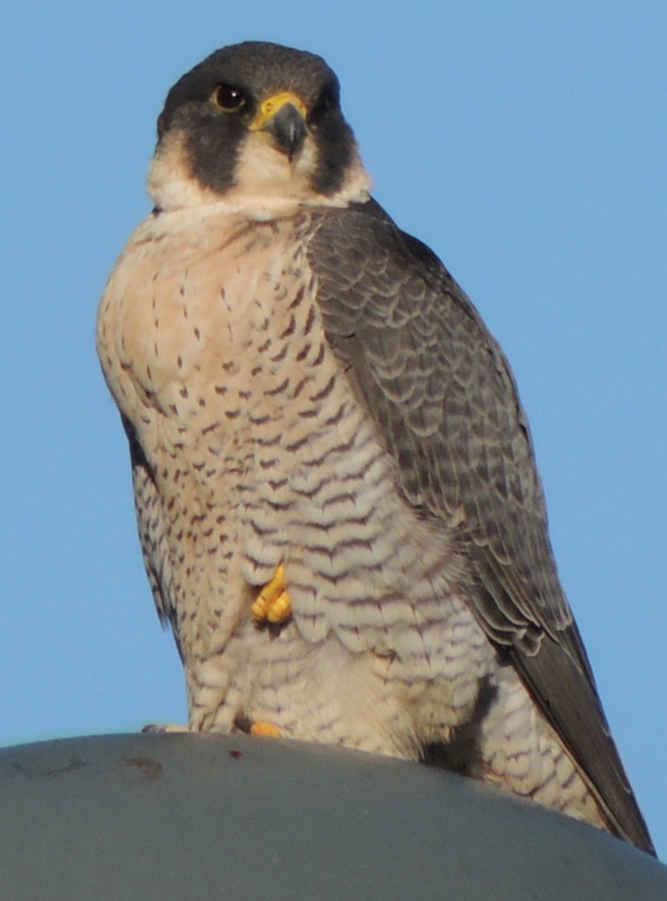 HÁBITAT, EL HALCÓN PEREGRINO HÁBITAT, EL HALCÓN PEREGRINO