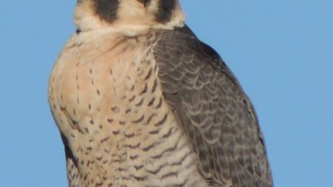 Halc&oacute;n peregrino en el paseo mar&iacute;timo a la altura del monte de San Pedro