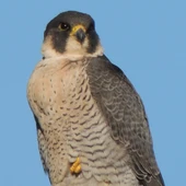 Halcón peregrino en el paseo marítimo a la altura del monte de San Pedro Halcón peregrino en el paseo marítimo a la altura del monte de San Pedro