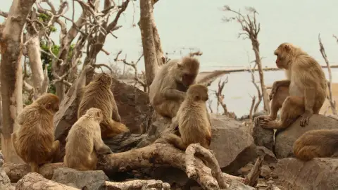 Macacos Macacos
