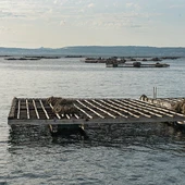 Batea en la ría gallega Batea en la ría gallega