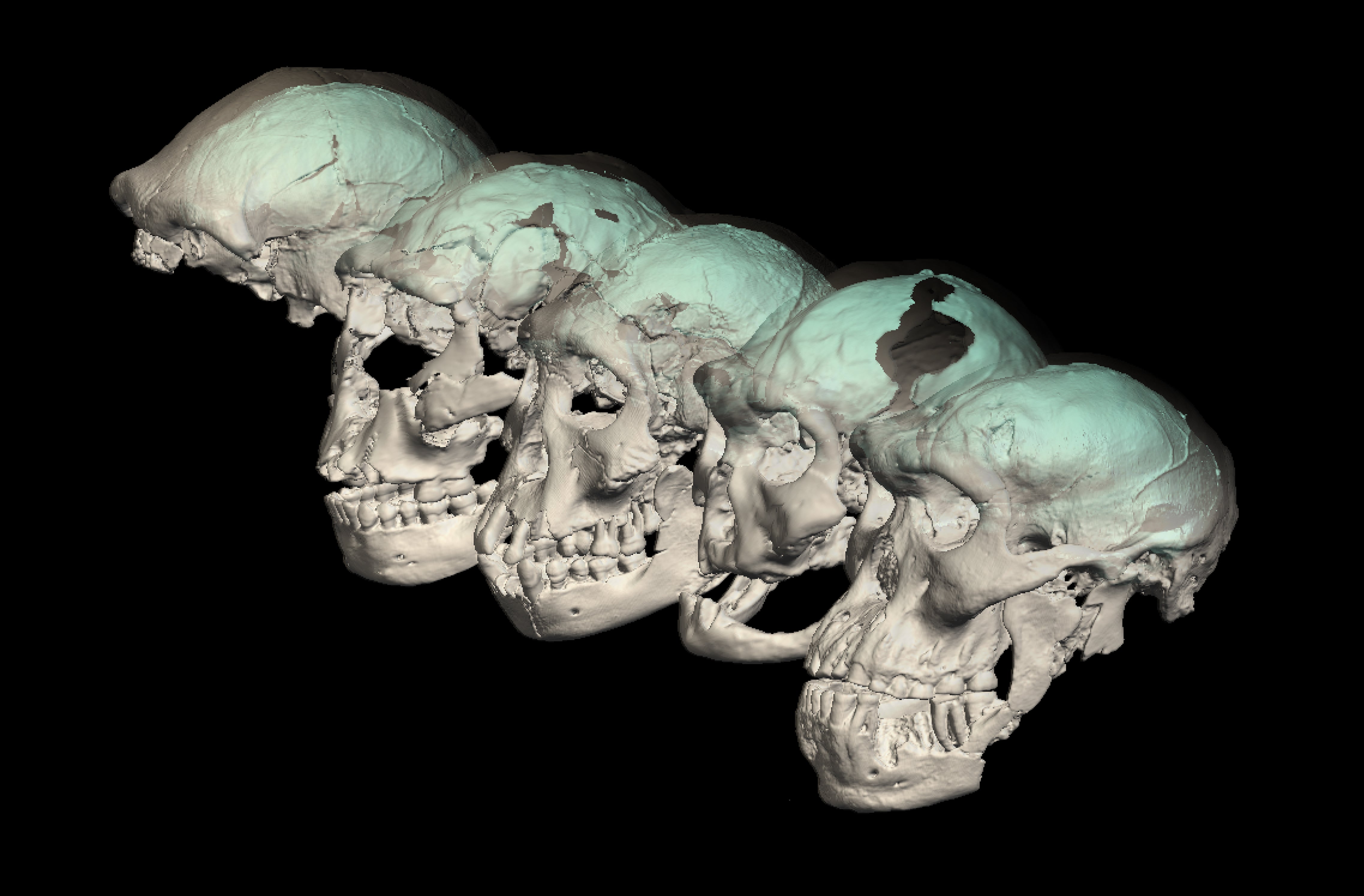La Brújula de la ciencia: ¿Cómo era el cerebro de nuestros antepasados? episode artwork