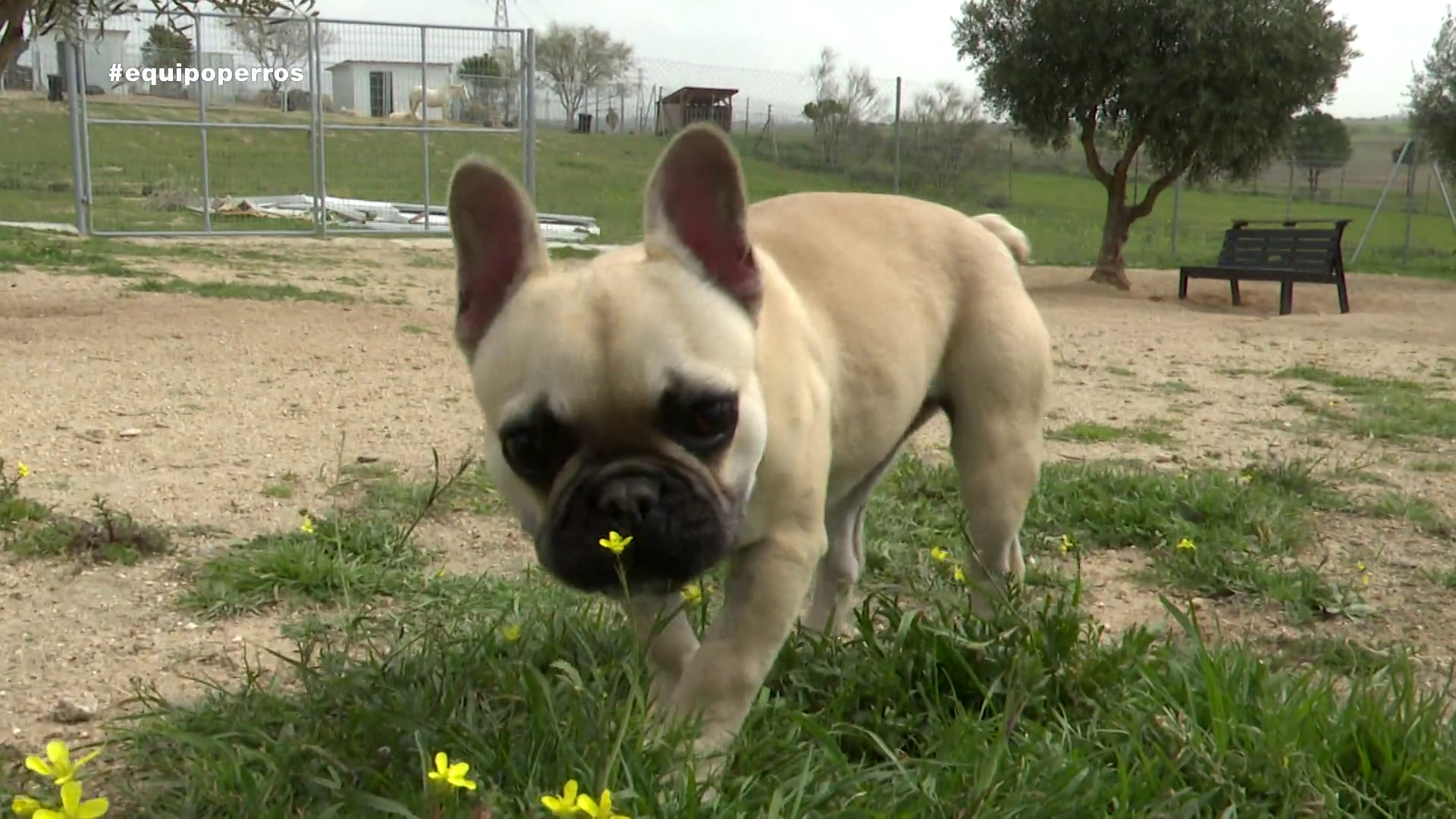 Los perros podrán pasear sueltos en jardines poco transitados de Murcia Los perros podrán pasear sueltos en jardines poco transitados de Murcia