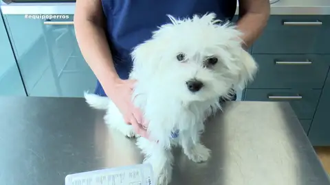 Amores perros Amores perros