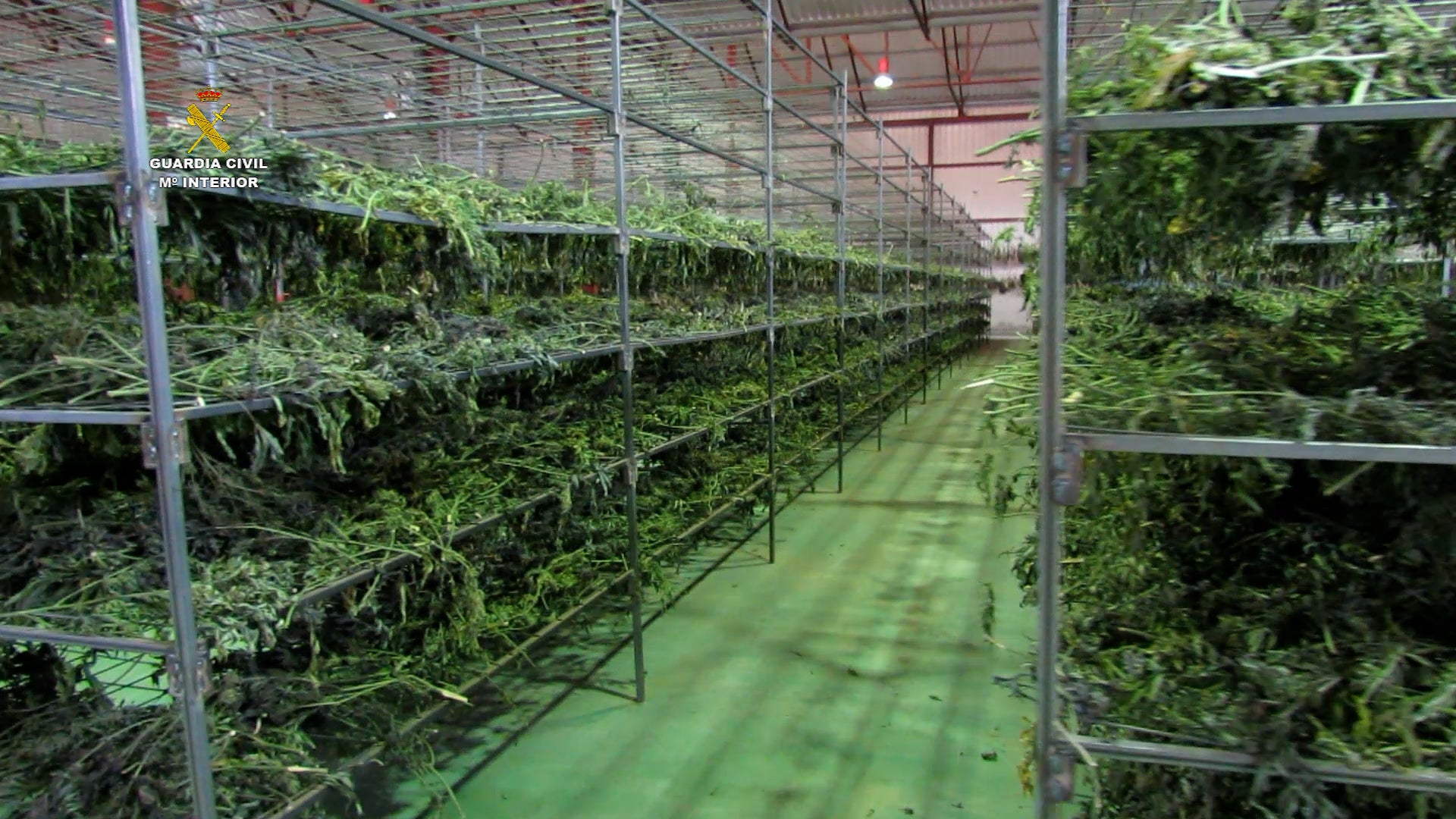 Cuatro toneladas de marihuana en unas naves de Villel Cuatro toneladas de marihuana en unas naves de Villel