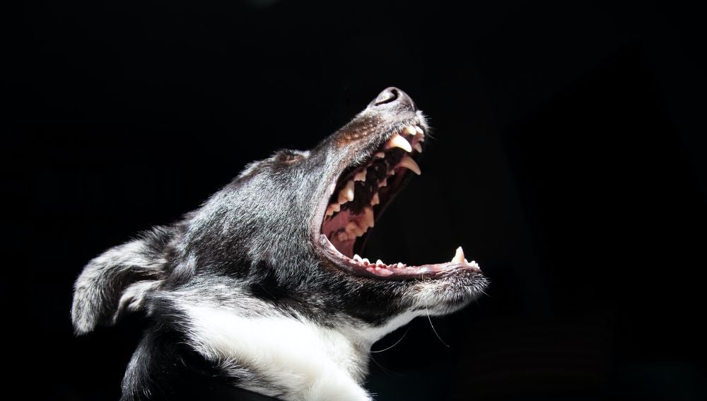 El Gobierno plantea eliminar las listas de perros potencialmente peligrosos El Gobierno plantea eliminar las listas de perros potencialmente peligrosos
