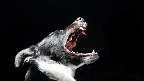 Perro potencialmente peligroso Perro potencialmente peligroso