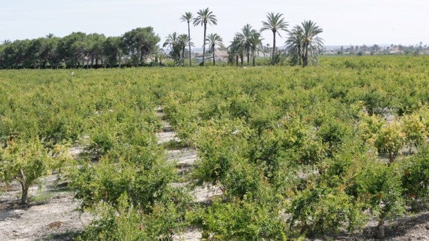 Los regantes de Alicante, Murcia y Almería se movilizarán en Madrid para protestar por los recortes en el trasvase Tajo-Segura Los regantes de Alicante, Murcia y Almería se movilizarán en Madrid para protestar por los recortes en el trasvase Tajo-Segura