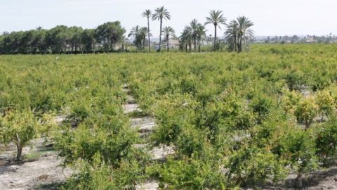 Los regantes de Alicante, Murcia y Almaer&iacute;a se movilizar&aacute;n en Madrid para protestar por los recortes en el trasvase Tajo-Segura
