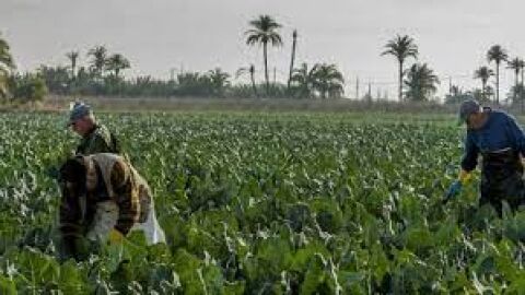 Agricultores en una explotaci&oacute;n agraria