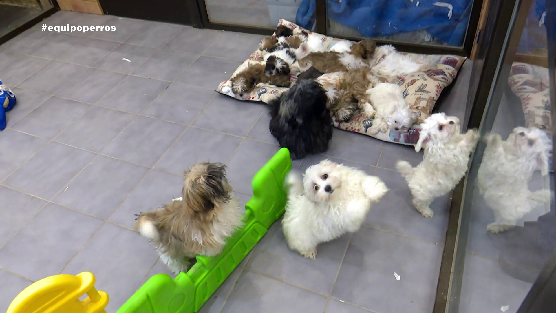 Celebramos con nuestros oyentes el Día Mundial del Perro Celebramos con nuestros oyentes el Día Mundial del Perro