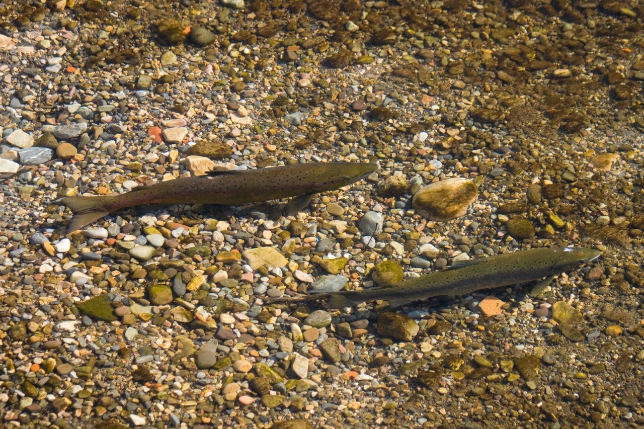 La Coordinadora Ecoloxista reclama que se establezca la pesca sin muerte para toda la temporada La Coordinadora Ecoloxista reclama que se establezca la pesca sin muerte para toda la temporada