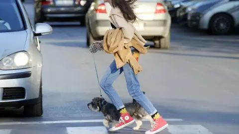 Perro cruzando paso de peatones Perro cruzando paso de peatones