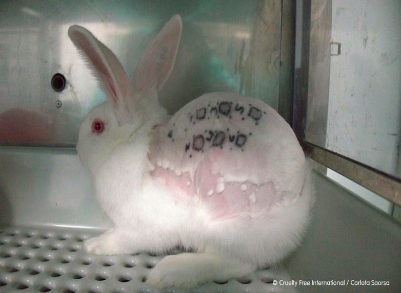 Sergio García Torres, sobre el presunto maltrato animal de Vivotecnia: "Se ha hecho un cierre cautelar e iniciado una investigación" Sergio García Torres, sobre el presunto maltrato animal de Vivotecnia: "Se ha hecho un cierre cautelar e iniciado una investigación"