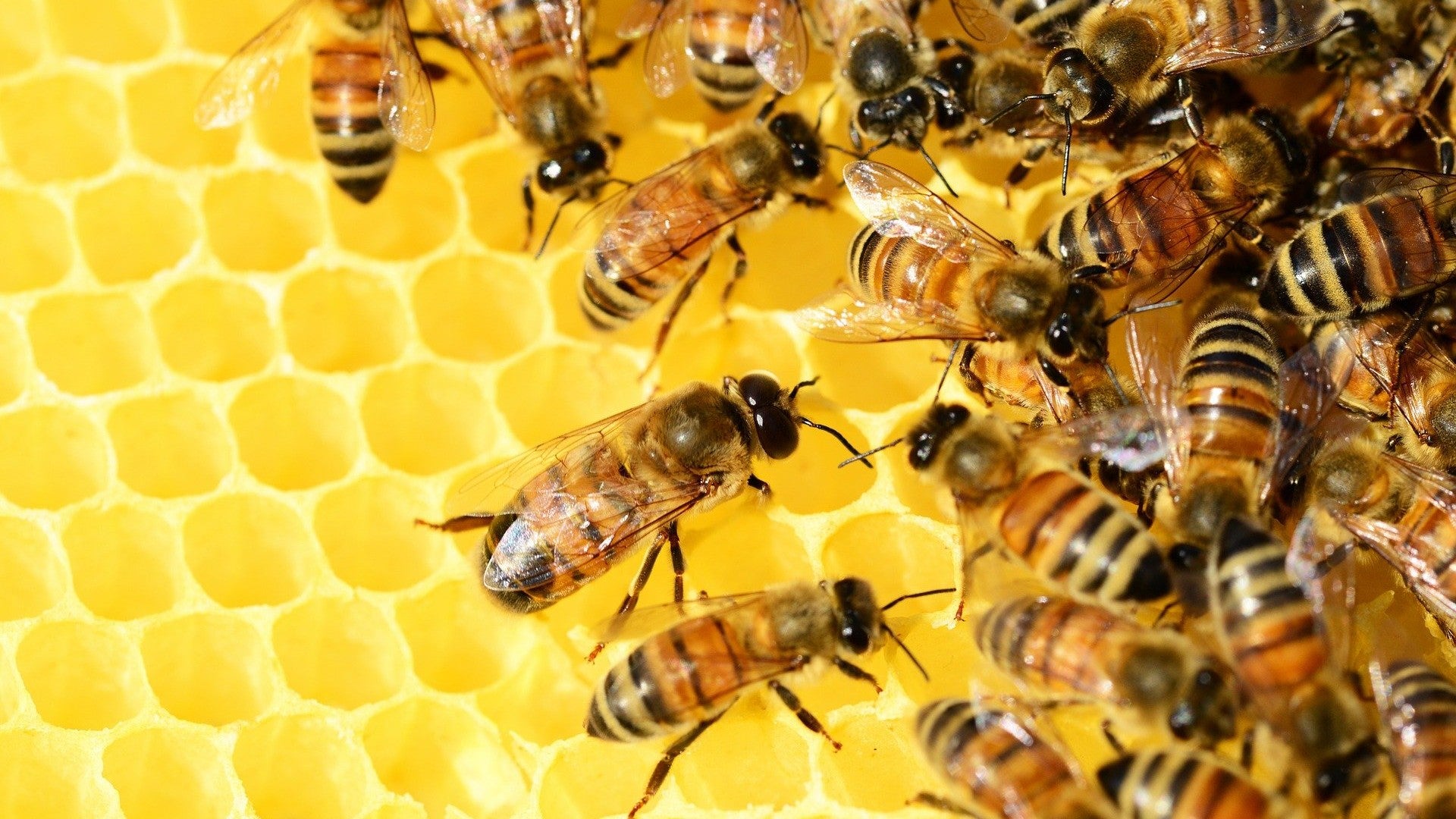 Ciencia en La Brújula: La abeja que es capaz de clonarse a sí misma episode artwork