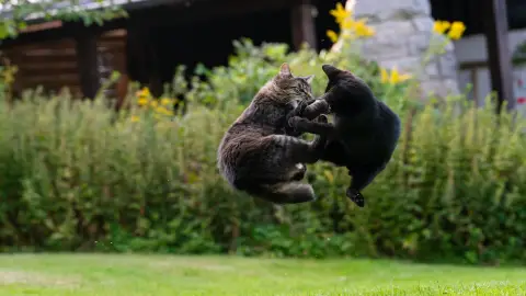 Gatos peleando Gatos peleando