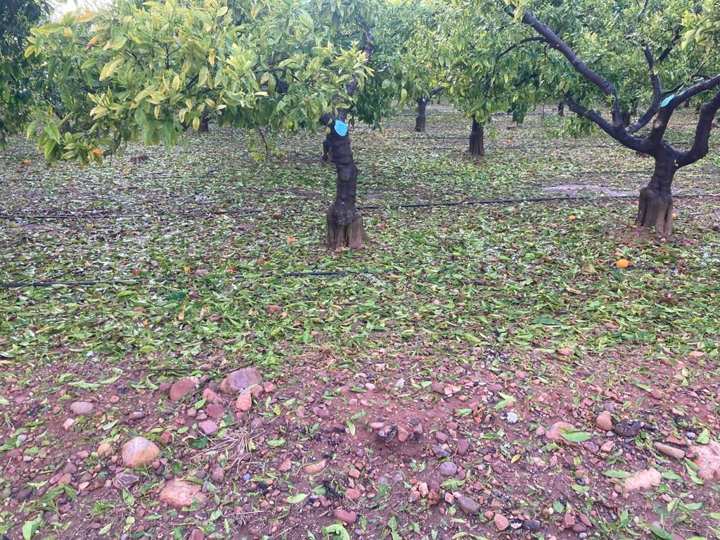 Las tormentas y el granizo dejan daños importantes en localidades de la Plana Baixa Las tormentas y el granizo dejan daños importantes en localidades de la Plana Baixa