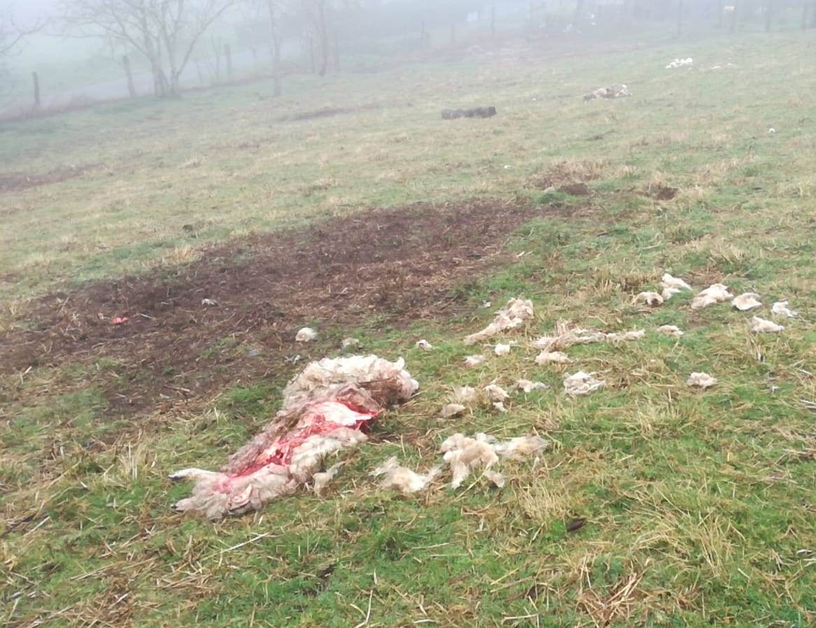 Los ganaderos convocan una caravana contra el lobo el día 23 Los ganaderos convocan una caravana contra el lobo el día 23