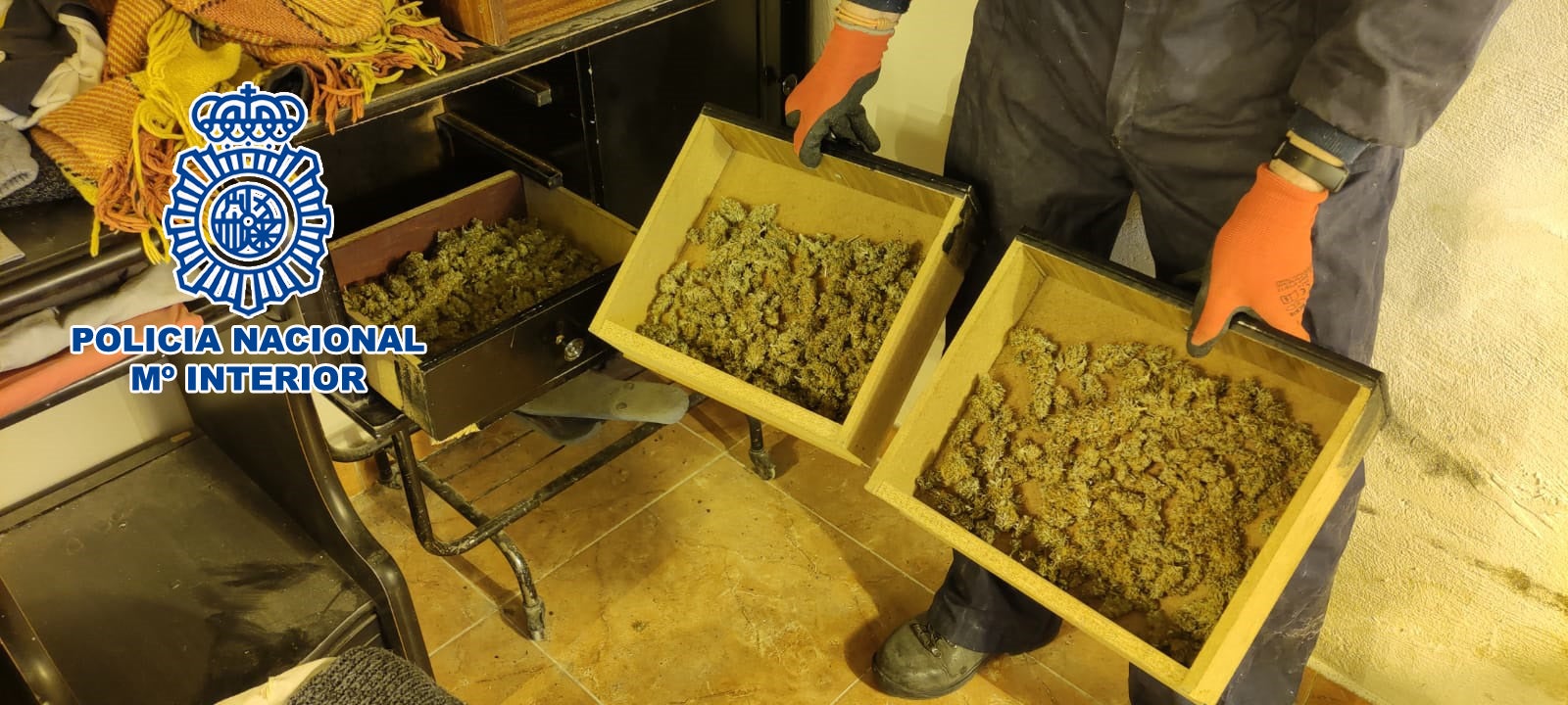 Detenido por tener 160 plantas de marihuana en el salón de su casa en El Rebolledo Detenido por tener 160 plantas de marihuana en el salón de su casa en El Rebolledo