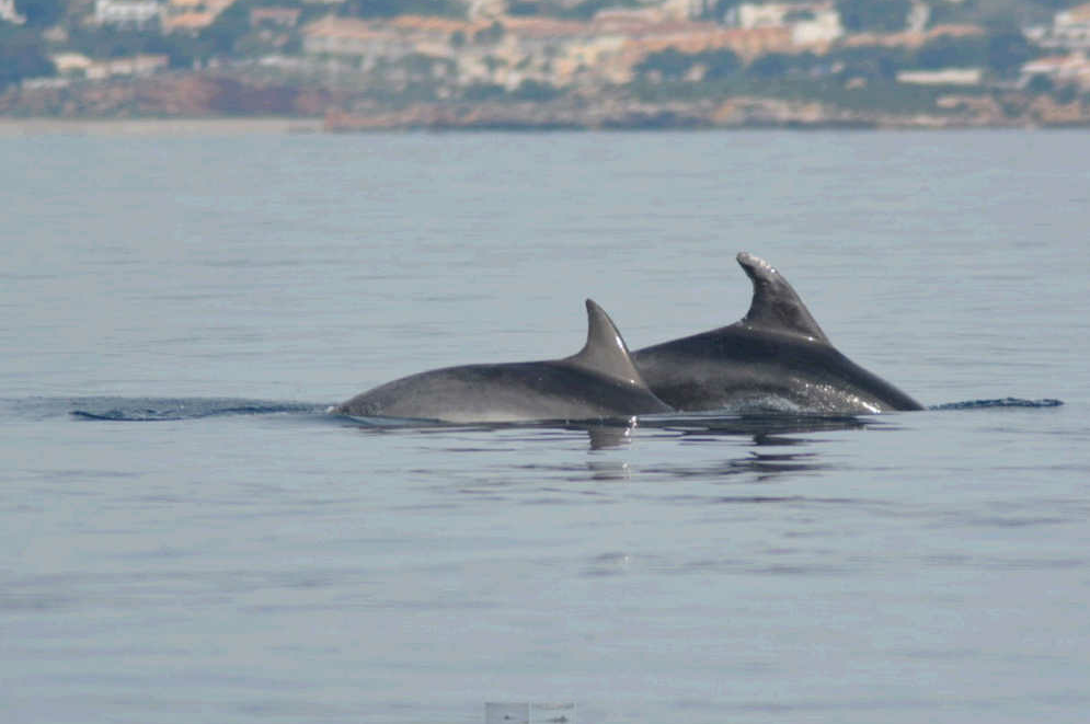 Els dofins són tan simpàtics com sembla? Els dofins són tan simpàtics com sembla?