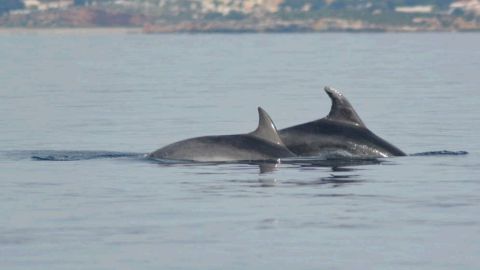 Liberados dos delfines mulares que permanecían atrapados en la almadraba de La Azohia 