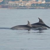 Liberados dos delfines mulares que permanecían atrapados en la almadraba de La Azohia 