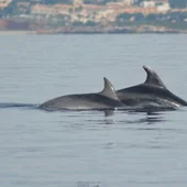 Liberados dos delfines mulares que permanecían atrapados en la almadraba de La Azohia Liberados dos delfines mulares que permanecían atrapados en la almadraba de La Azohia