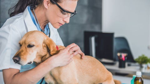 Perro en el veterinario