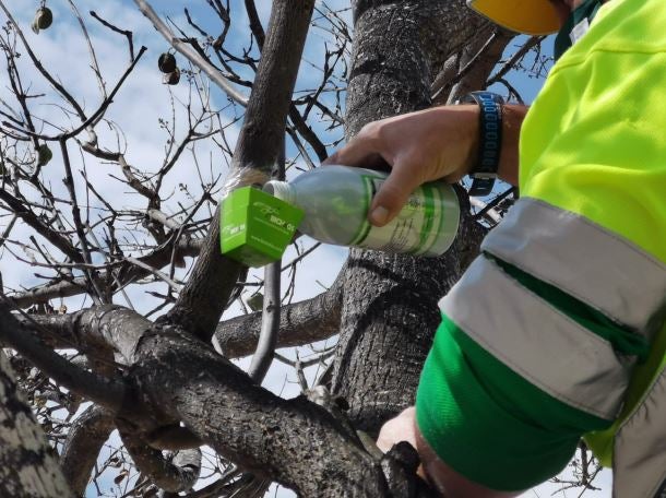 El Ayuntamiento aplica tratamientos biológicos en las zonas verdes de Alicante El Ayuntamiento aplica tratamientos biológicos en las zonas verdes de Alicante