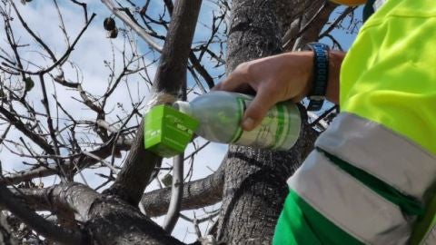 Tratamiento de plagas en Alicante 