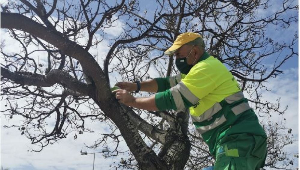 Un operario de la Concesionaria actúa contra el Pulgón