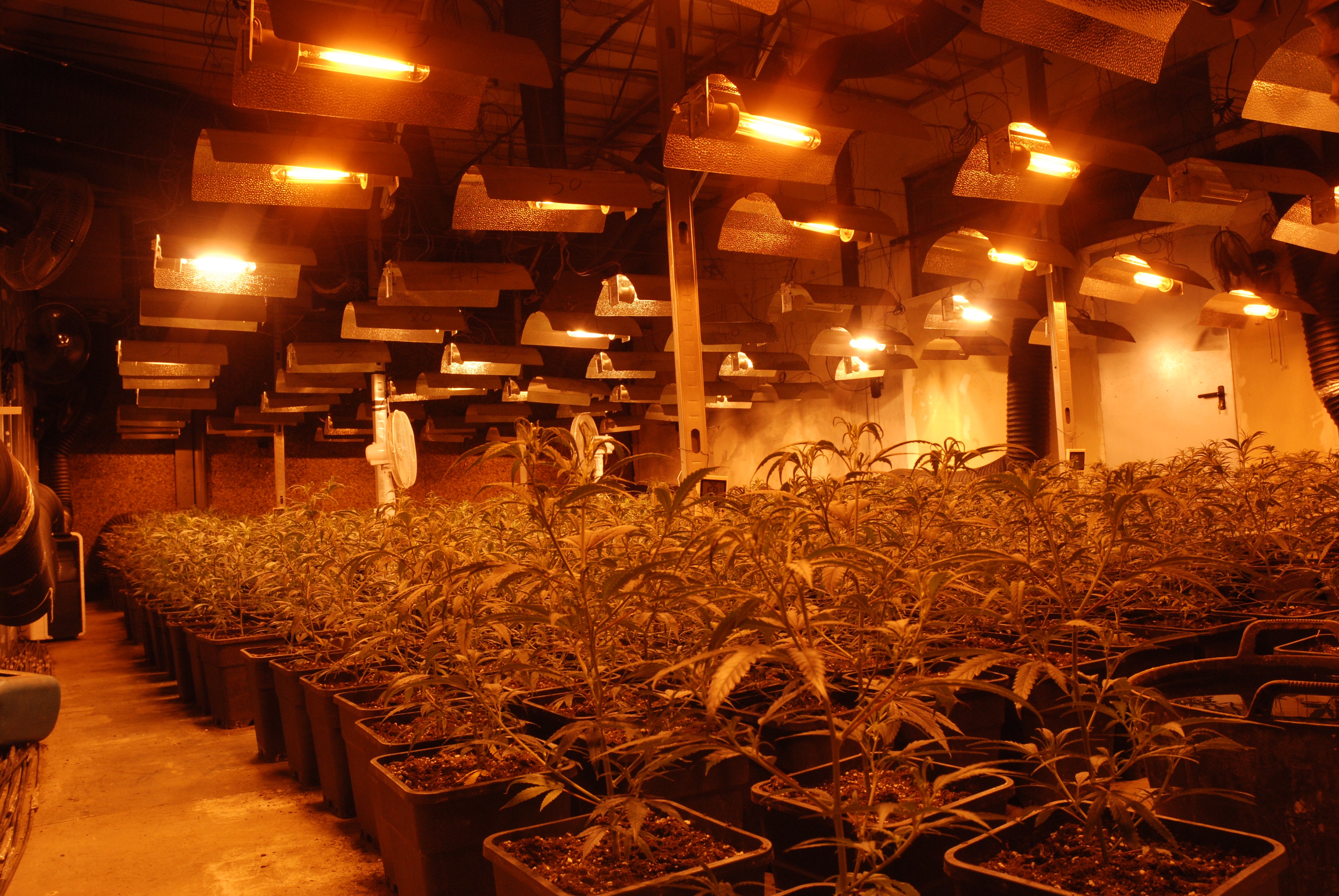 La Policía Nacional interviene casi 3.500 plantas de marihuana La Policía Nacional interviene casi 3.500 plantas de marihuana