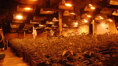 La Policía Nacional interviene casi 3.500 plantas de marihuana La Policía Nacional interviene casi 3.500 plantas de marihuana