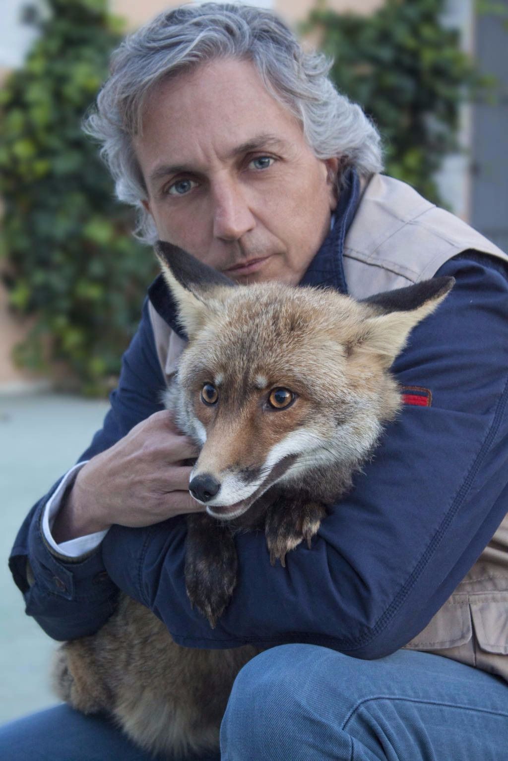 Raúl Mérida pide colaboración ciudadana para localizar a los dos cachorros de zorro vendidos en Alicante Raúl Mérida pide colaboración ciudadana para localizar a los dos cachorros de zorro vendidos en Alicante