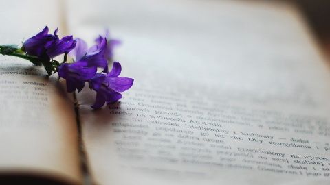 D&iacute;a del libro 