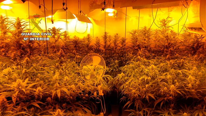 Desmantelada una plantación de marihuana en Horcajo de Santiago (Cuenca) Desmantelada una plantación de marihuana en Horcajo de Santiago (Cuenca)