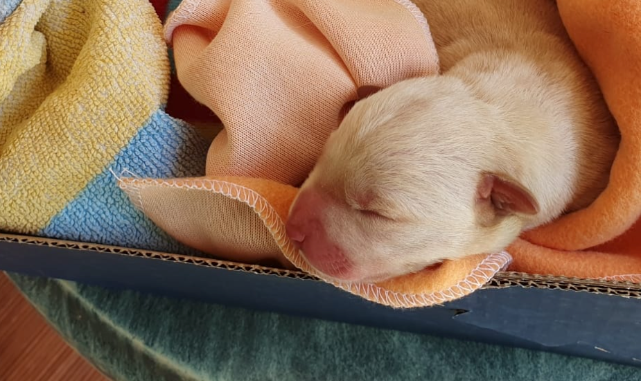 Animales de oriente recoge una perra recién nacida de un contenedor de basura en Piloña Animales de oriente recoge una perra recién nacida de un contenedor de basura en Piloña