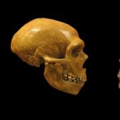 Aunque el cráneo era de mayor tamaño y dureza que el de los humanos modernos, su canal auditivo funcionaba igual. 
