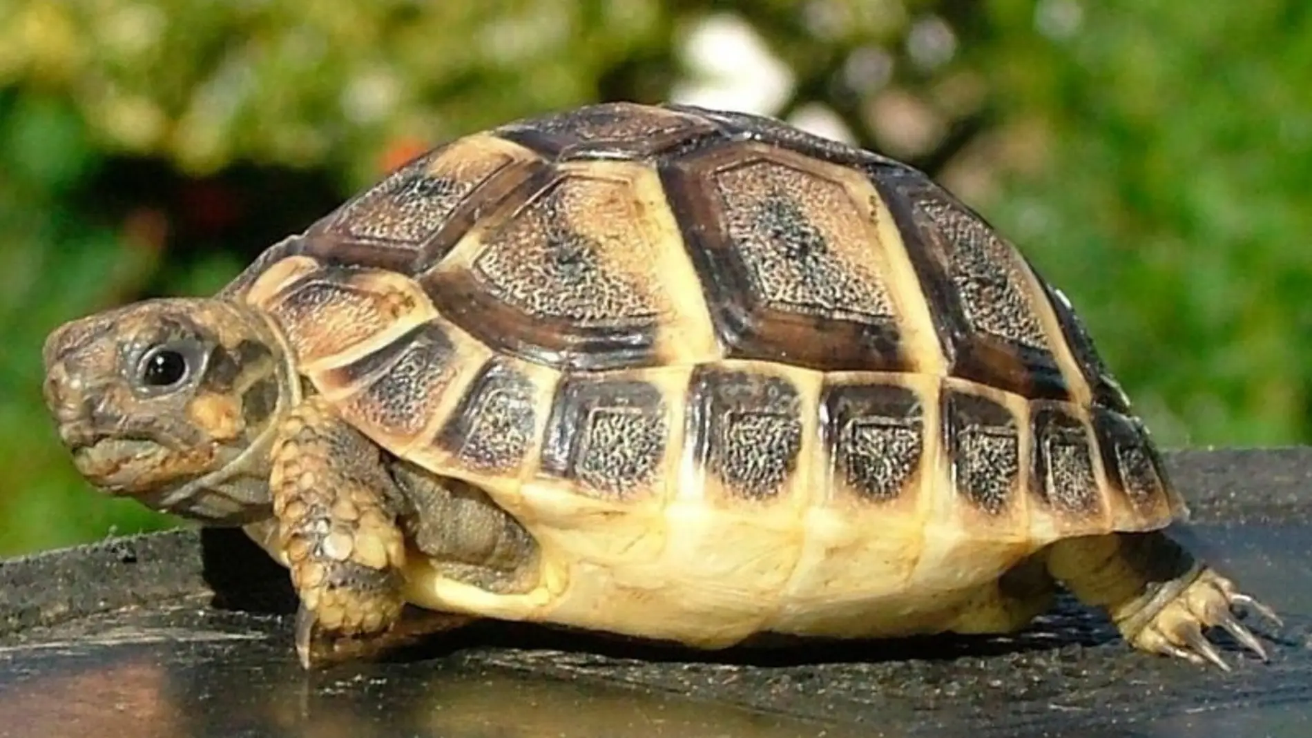 Un ejemplar de tortuga mediterránea. 