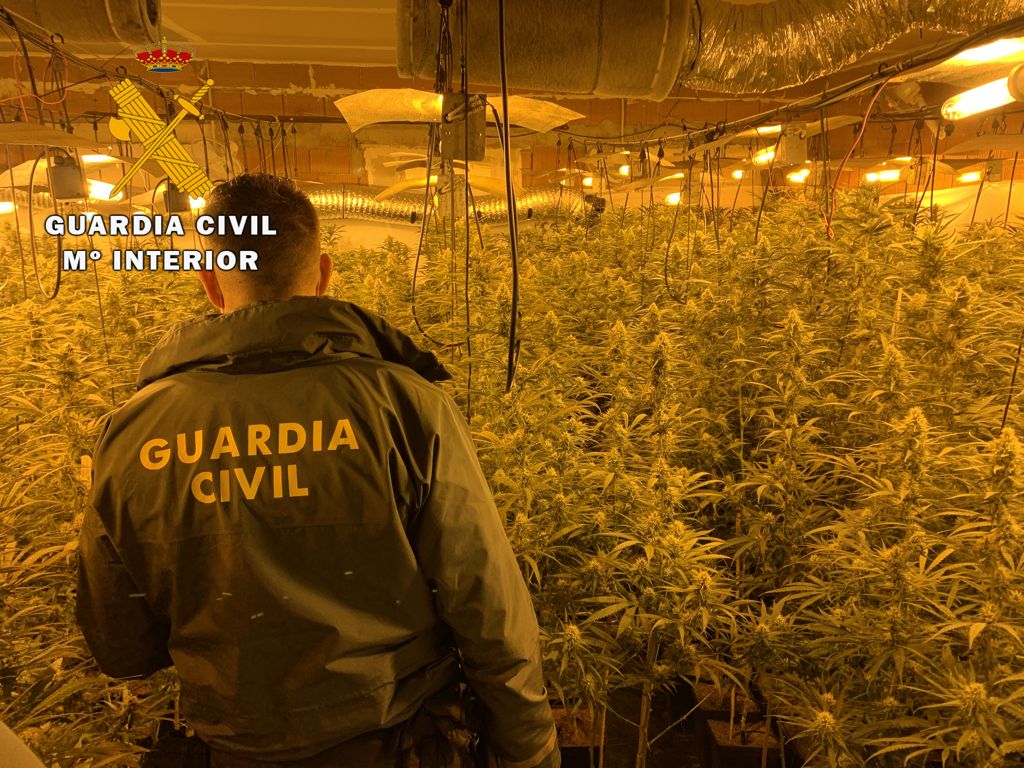 La Guardia Civil interviene más de 1.300 esquejes de marihuana y 1.600 plantas, en 3 cultivos “Indoor” localizados en Miajadas y Escurial La Guardia Civil interviene más de 1.300 esquejes de marihuana y 1.600 plantas, en 3 cultivos “Indoor” localizados en Miajadas y Escurial