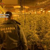 La Guardia Civil interviene más de 1.300 esquejes de marihuana y 1.600 plantas, en 3 cultivos “Indoor” localizados en Miajadas y Escurial
