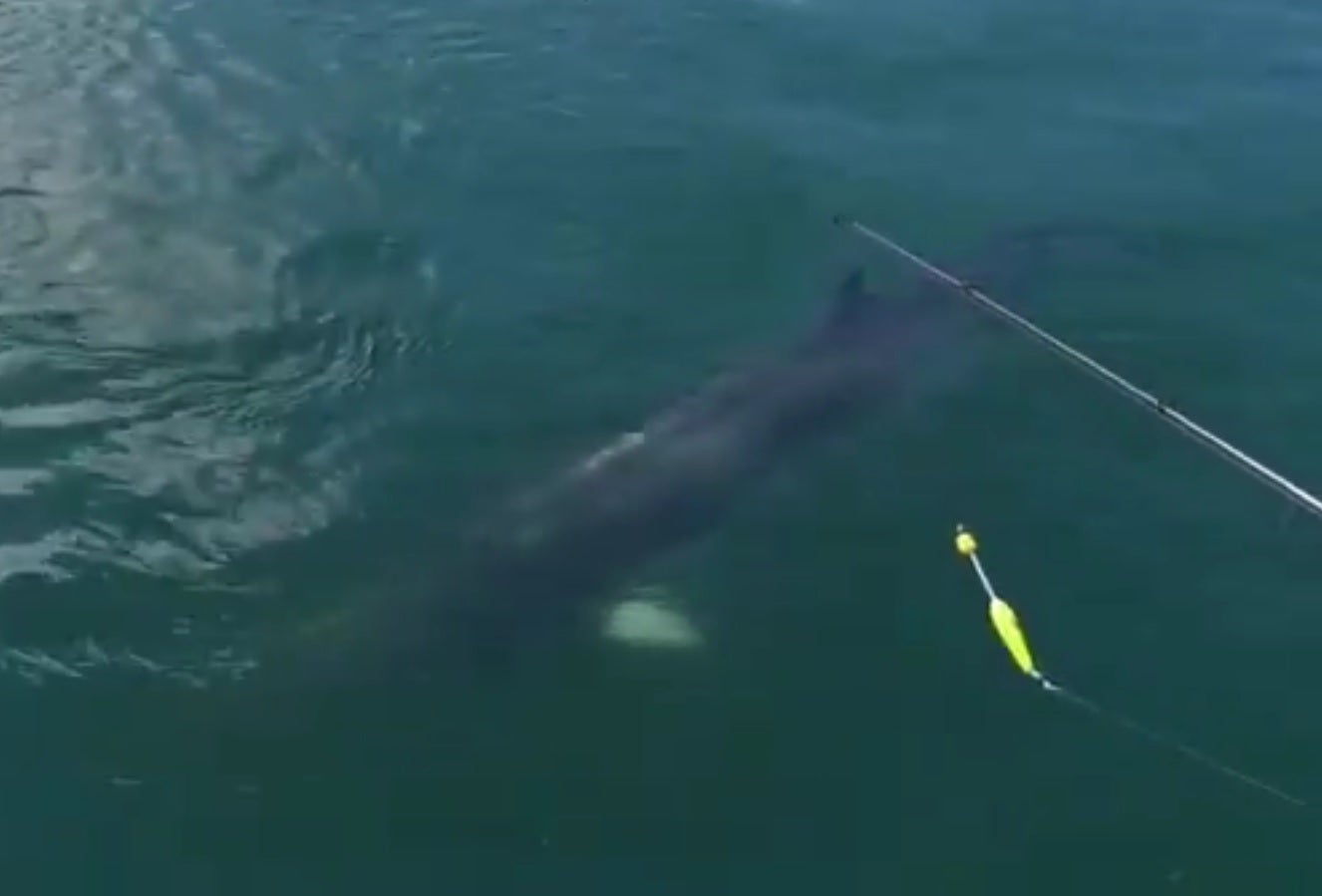Aparece una ballena enana en la Bahía de Santoña Aparece una ballena enana en la Bahía de Santoña
