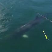 Aparece una ballena enana en la Bahía de Santoña