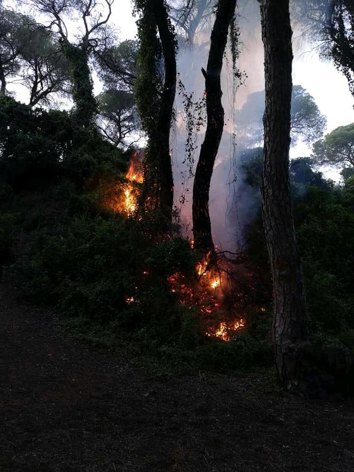 Puerto Real busca a los presuntos autores de varios incendios en masas forestales ocurridos esta semana Puerto Real busca a los presuntos autores de varios incendios en masas forestales ocurridos esta semana