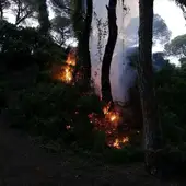 Incendio de una masa arbórea de Puerto Real Incendio de una masa arbórea de Puerto Real